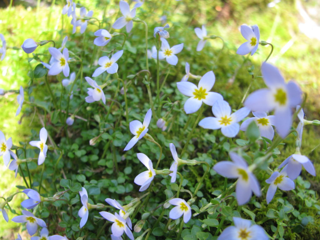 thymeleaf-bluet-floral-finds