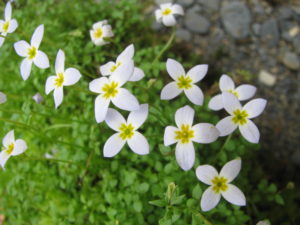 bluet thymeleaf nectar insects houstonia